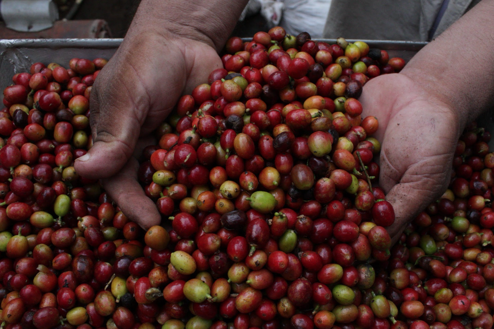 Finca Santa Elena